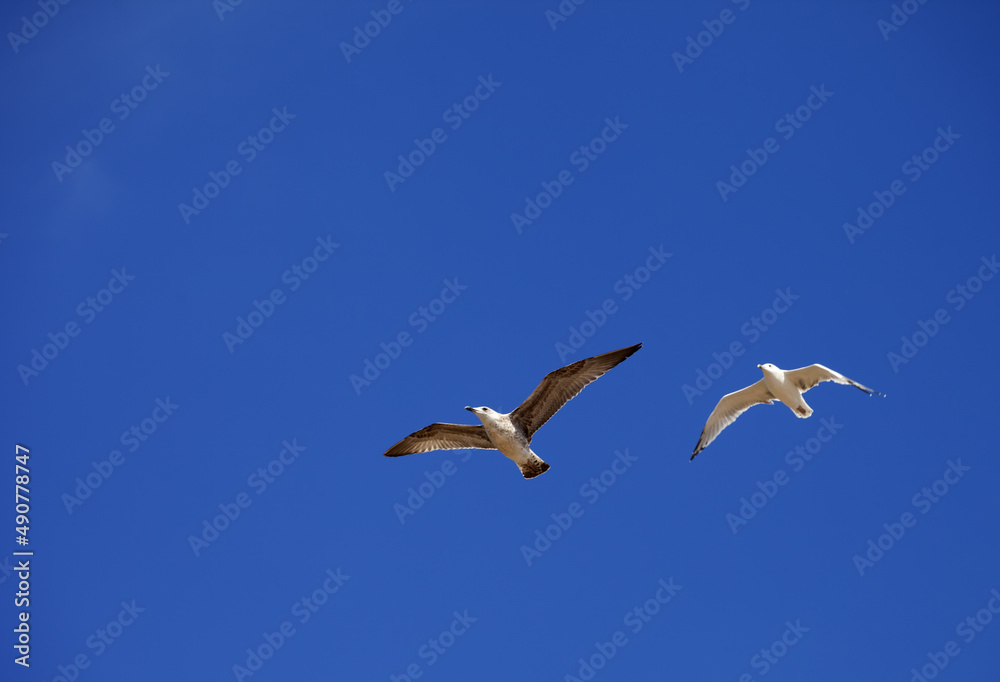 Two seagulls hover in clear blue sky