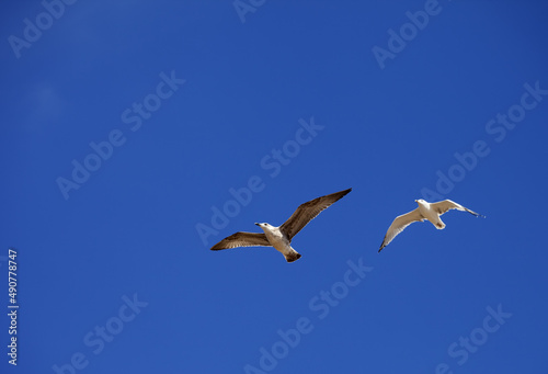 Two seagulls hover in clear blue sky