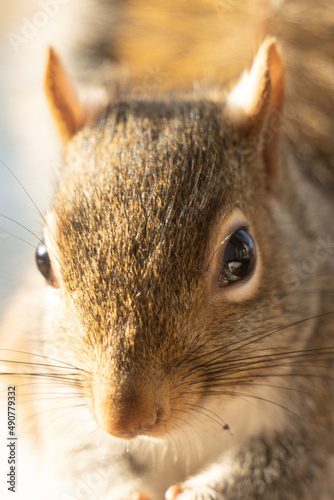squirrel in the park