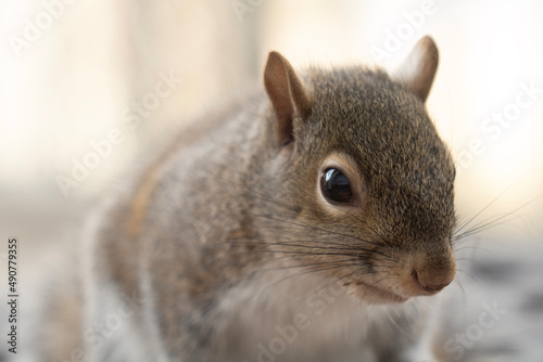 squirrel in the park