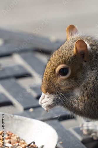 squirrel in the park