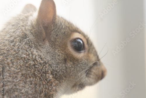 close up of a squirrel