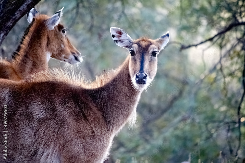 Fototapeta premium impala in the wild