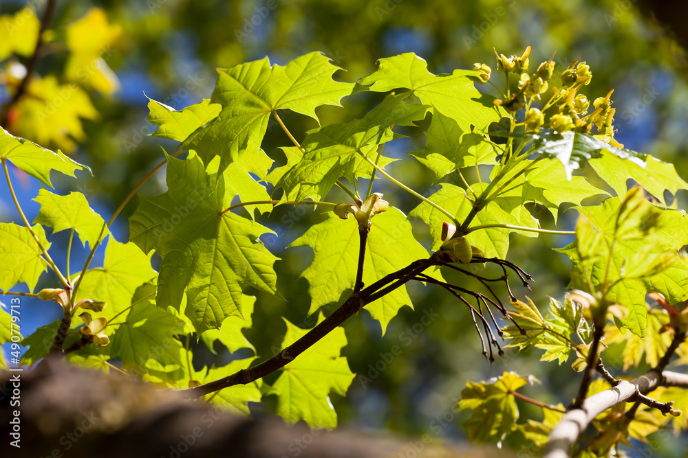 young green maple foliage in spring young green maple foliage in spring