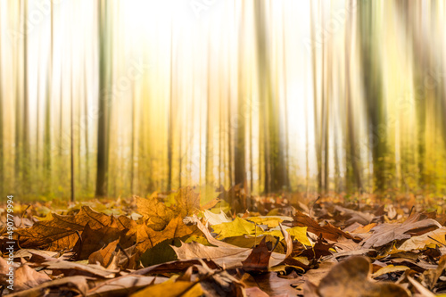 jesienny las z opadłymi liśćmi i rozmytym tłem