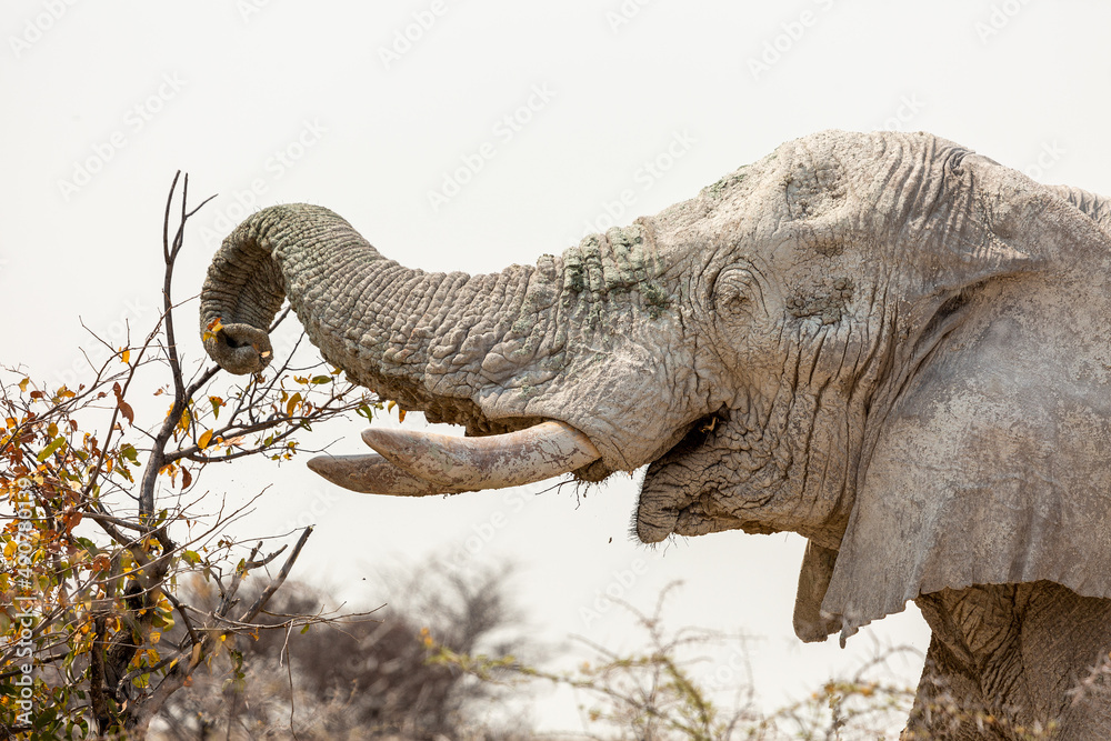 Fototapeta premium African Elephant (Loxodonta africana), Etosha National Park, Namibia. 