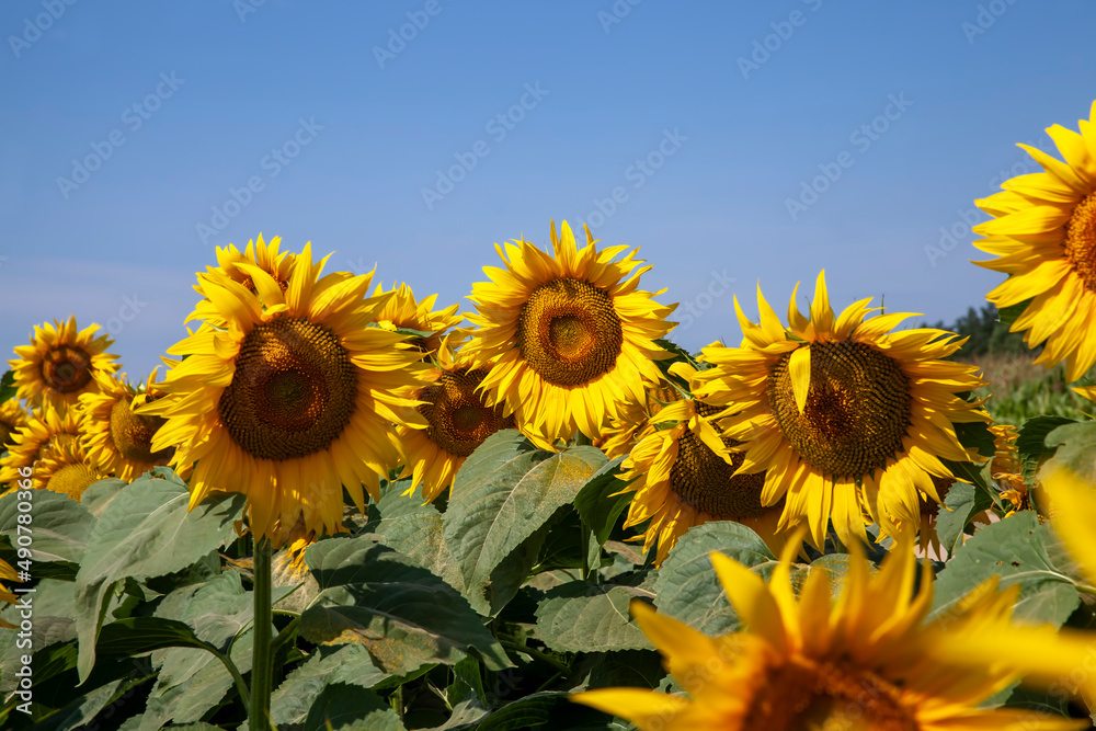 agriculture field with lots of sunflowers during flowering