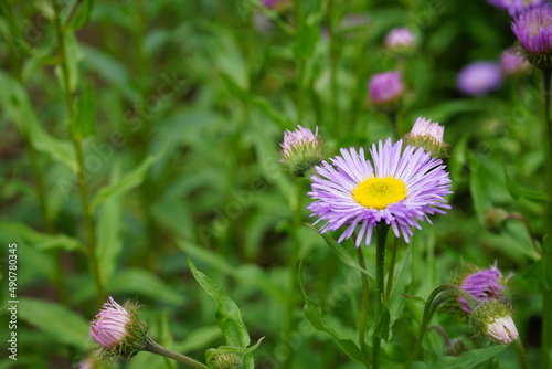 Pink and Yellow Flower 