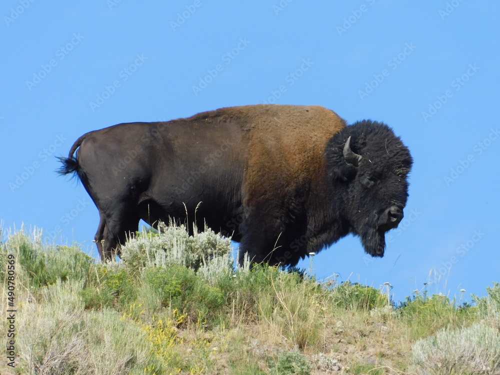 Bison on a hillside at Yellowstone National Park
