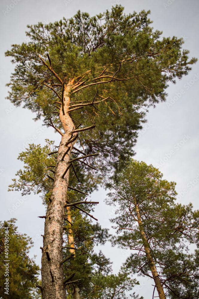 Fototapeta premium Tree, Grass, Sun, Poland