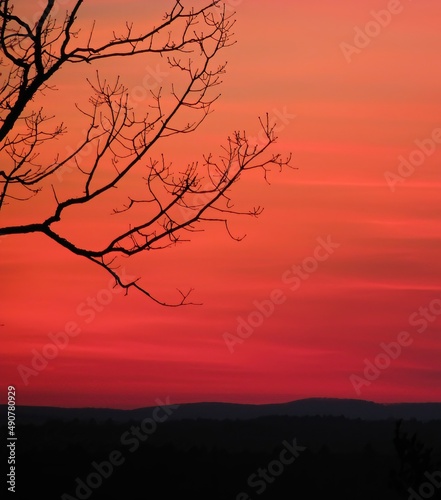 A bare tree in an Autumn sunset