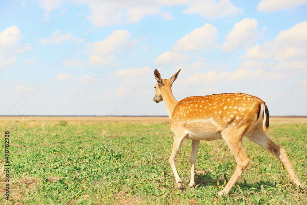 Beautiful deer in wildlife sanctuary Beautiful deer in wildlife sanctuary