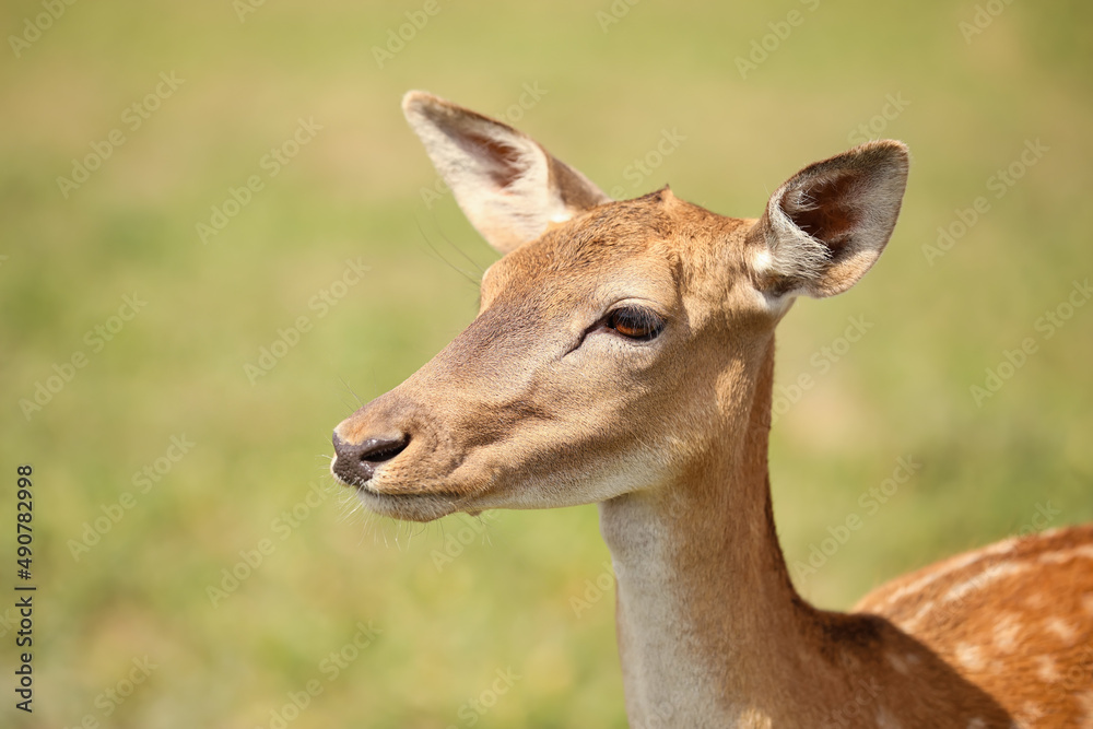 Beautiful deer in wildlife sanctuary