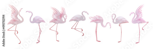 Vector flamingo collection, beautiful exotic tropical bird,  pink and coral red trendy colors, isolated on white.