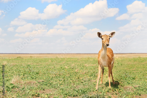 Beautiful deer in wildlife sanctuary