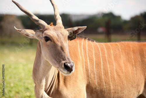 Eland (Tragelaphus oryx) in wildlife sanctuary © Pixel-Shot