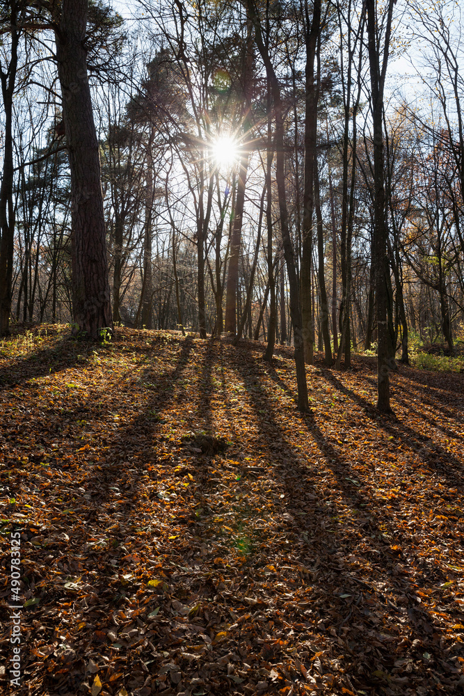 Naklejka premium deciduous trees during leaf fall in autumn