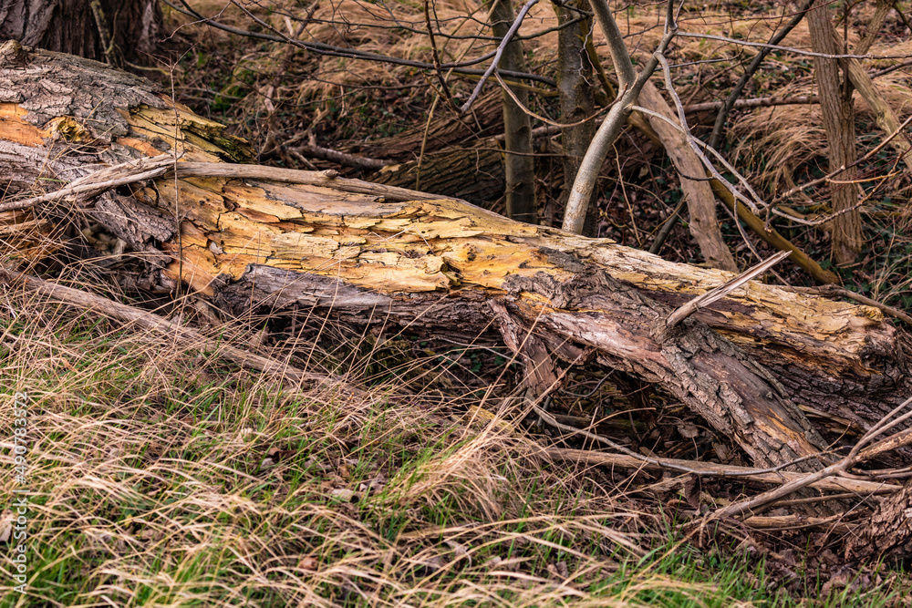 Totholz in einem Wald wird von Insekten und deren Larven gefressen und zersetzt Totholz in einem Wald wird von Insekten und deren Larven gefressen und zersetzt
