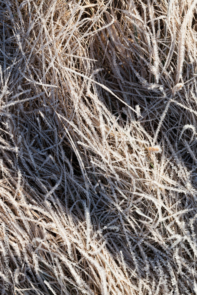 grass covered with ice and frost in the winter season grass covered with ice and frost in the winter season