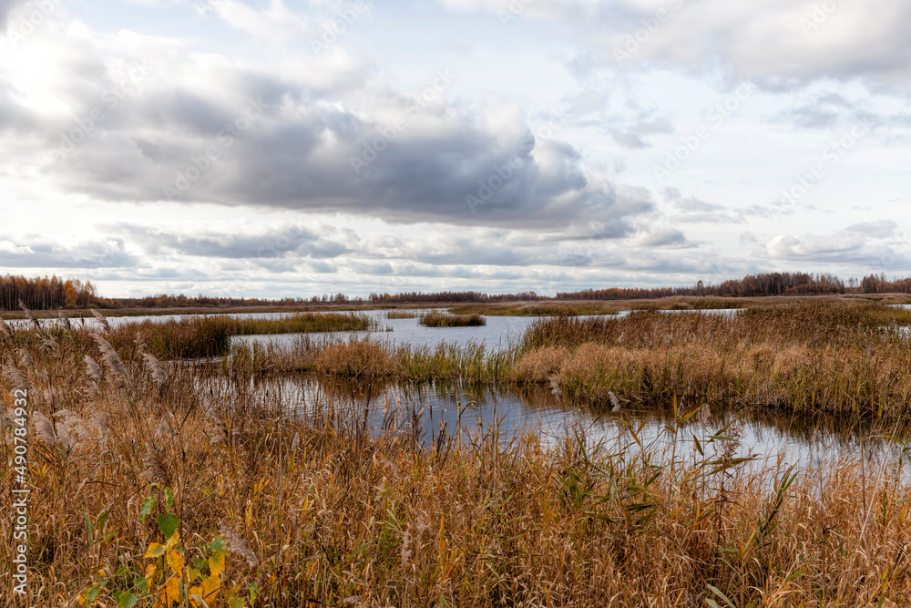 dry grass in a swampy area in the autumn season