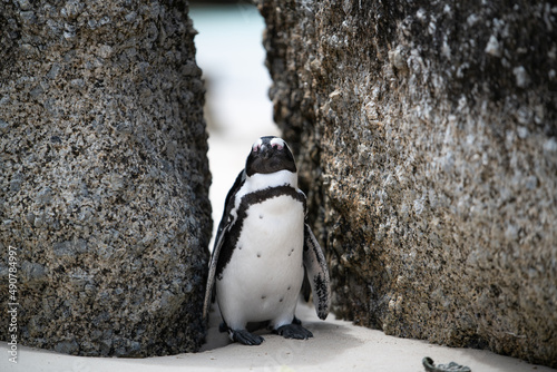 Die Welt der Pinguine
