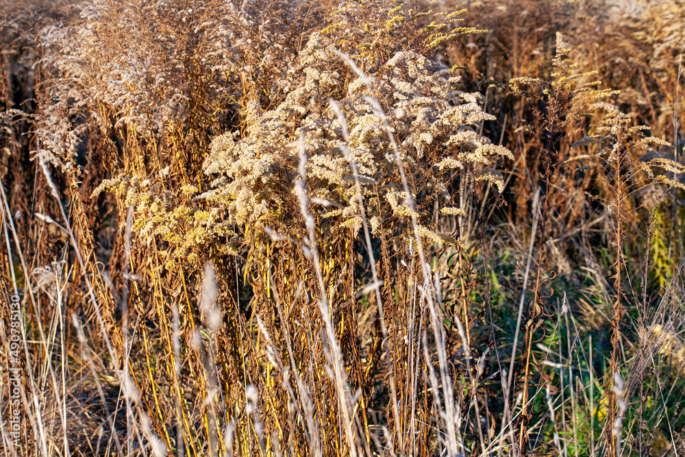 yellow dry grass in the autumn season on the field yellow dry grass in the autumn season on the field