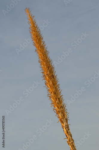 Desert Spoon (Dasylirion wheeleri) bloom stalk
 photo