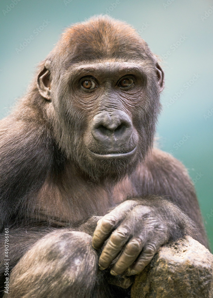 Close up portrait of a Western lowland gorilla