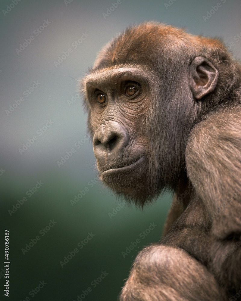 Close up portrait of a Western lowland gorilla Close up portrait of a Western lowland gorilla