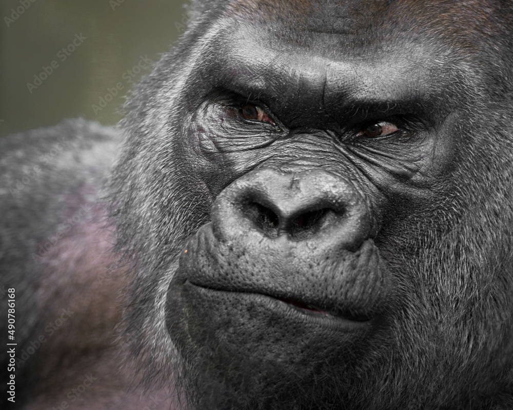 Extreme close up portrait of a silverback Western lowland gorilla