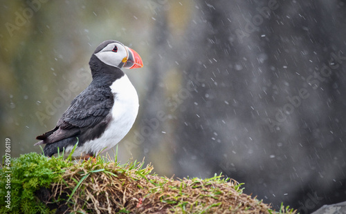 Puffin sitting in the rain photo