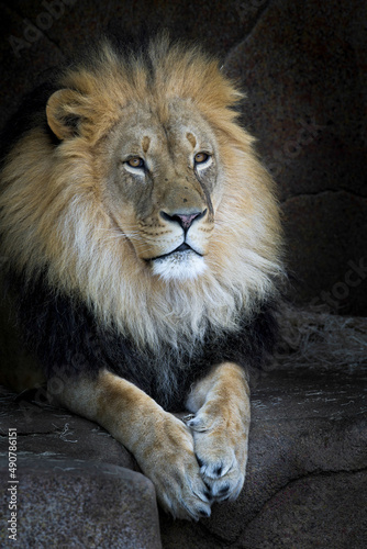 Close up portrait of an adult male African lion