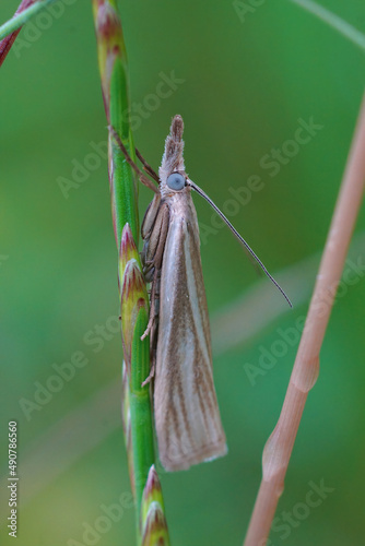 Vertical closeup on a small grassmoth, Crambus perlella , hiding in the grass photo