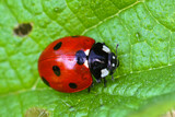 Closeup on the colorful seven-spot ladybird, Coccinella septempunctata on a green leaf