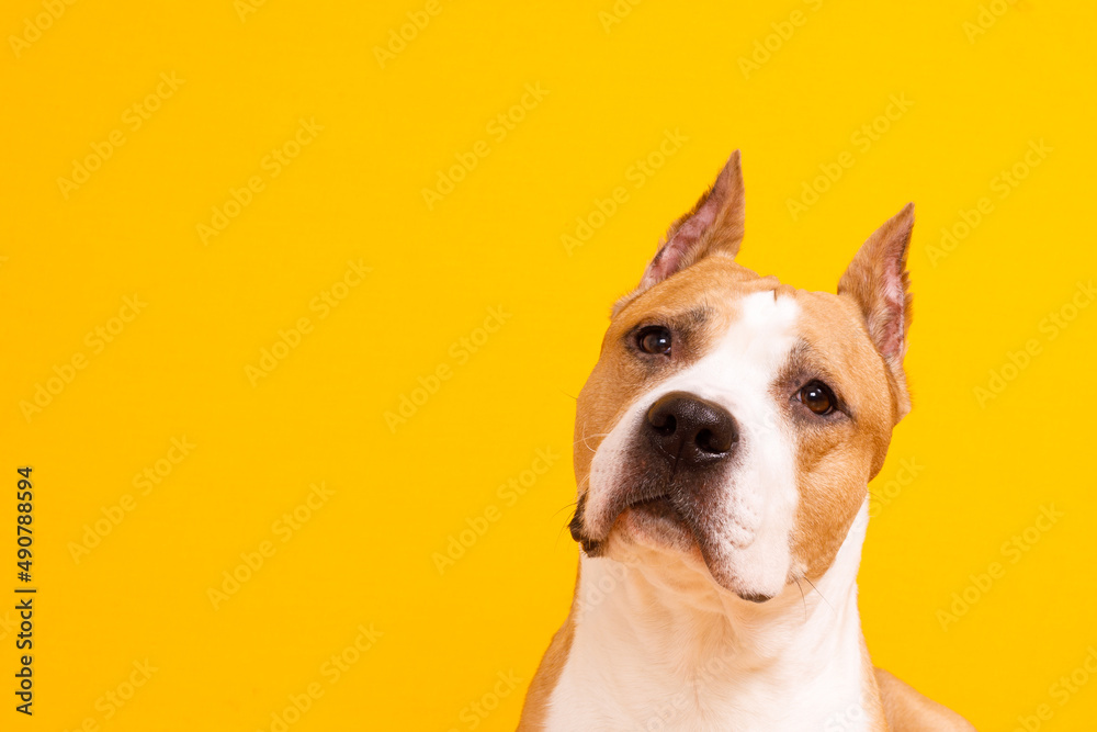 dog American Staffordshire Terrier tilted his head to one side on a yellow background