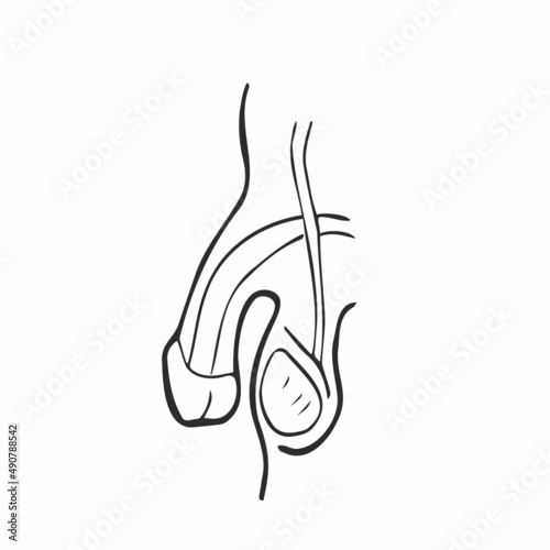 Male urinary system. Doodle style. Medical sketch of penis