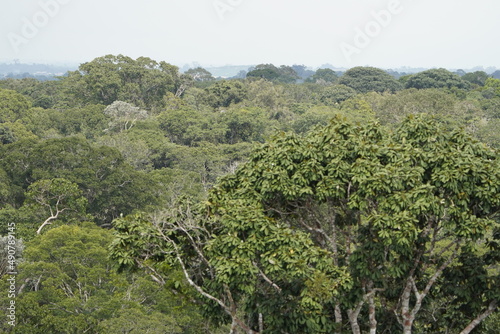 Beautiful Amazon rainforest Brazil seen from 43 meters high.