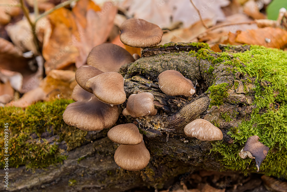 Forest walks in search of mushrooms. Poisonous mushrooms in the forest. Forest walks in search of mushrooms. Poisonous mushrooms in the forest.