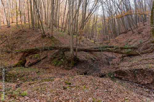 Fallen tree stump blocking the pathway in autumn. Broken tree in the autumn forest.