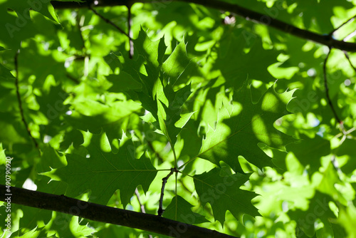beautiful young foliage of green trees