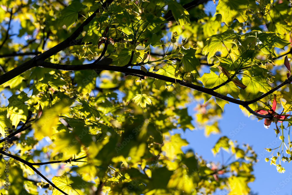 young green maple foliage in spring young green maple foliage in spring