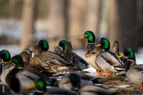 Closeup of the flock of mallards. Wild ducks, Anas platyrhynchos.