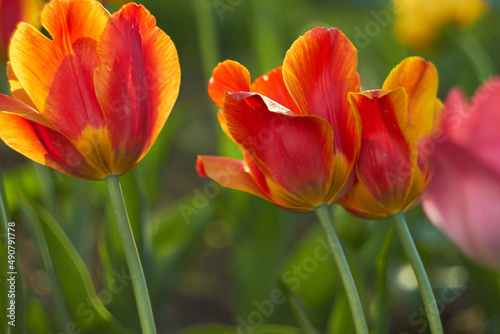 Beautiful colorful tulips at the tulip festival. Beauty of nature. Spring, youth, growth concept.	