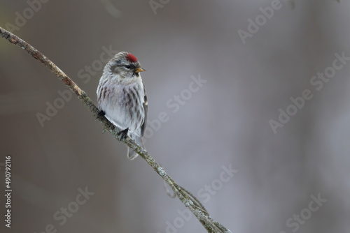 Closeup shot of a Red poll sitting on a branch photo