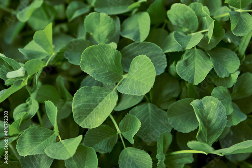 Clover growing in the meadow close-up. Bright green plant background for the design. Top view.