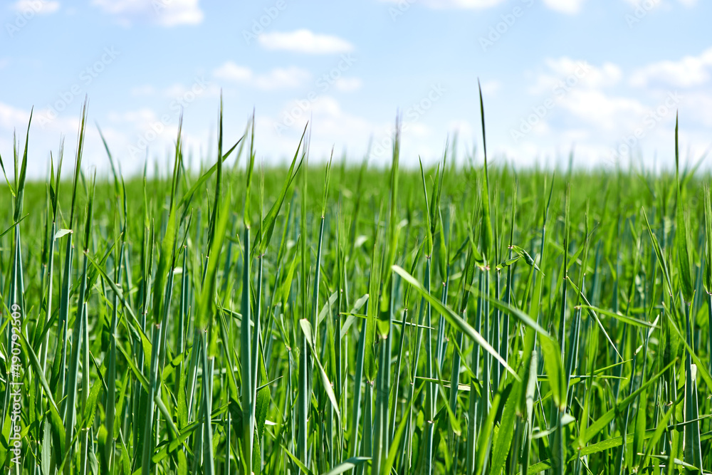 Obraz premium The ripening of the crop. An agricultural field with growing young green wheat spikelets. Juicy greens, side view. Horizon.