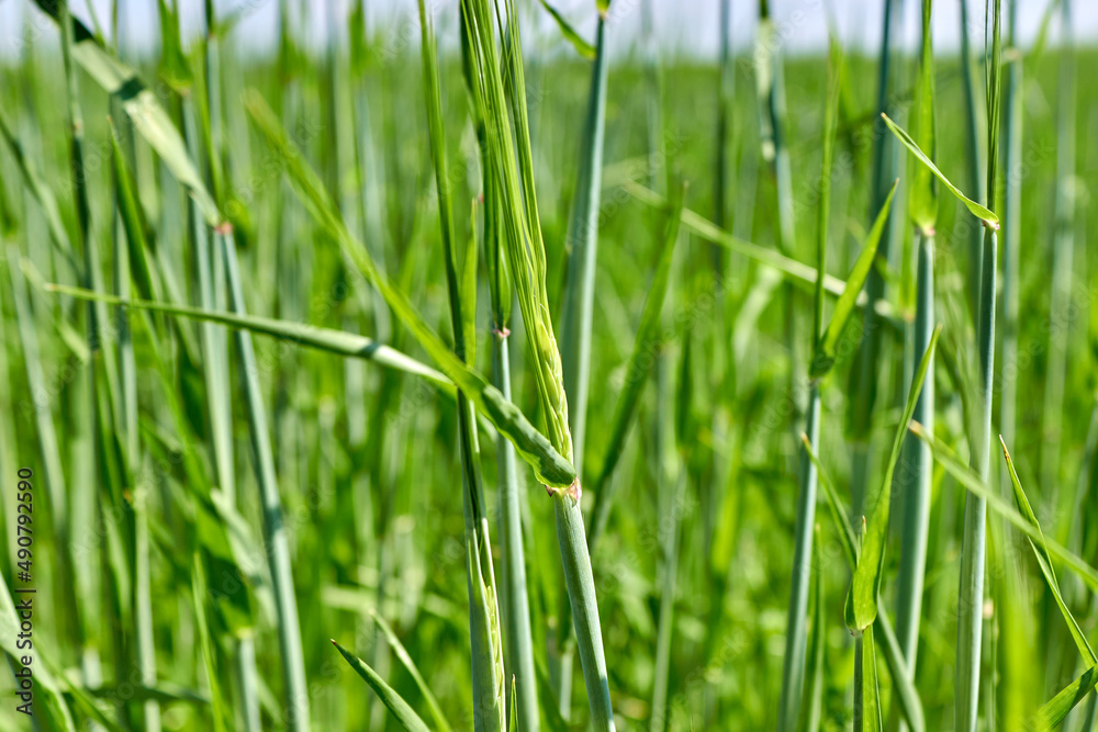 The growth of agricultural cereals in the field in the spring. Small green stalks and spikelets of wheat close-up. Growing spikelets. Side view. The growth of agricultural cereals in the field in the spring. Small green stalks and spikelets of wheat close-up. Growing spikelets. Side view.