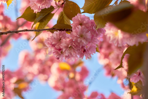 Bright colorful spring pink sakura flowers. Cherry blossoms on sunny day on blue sky background. Beauty of nature. Spring, youth, growth concept.  © Nataliia