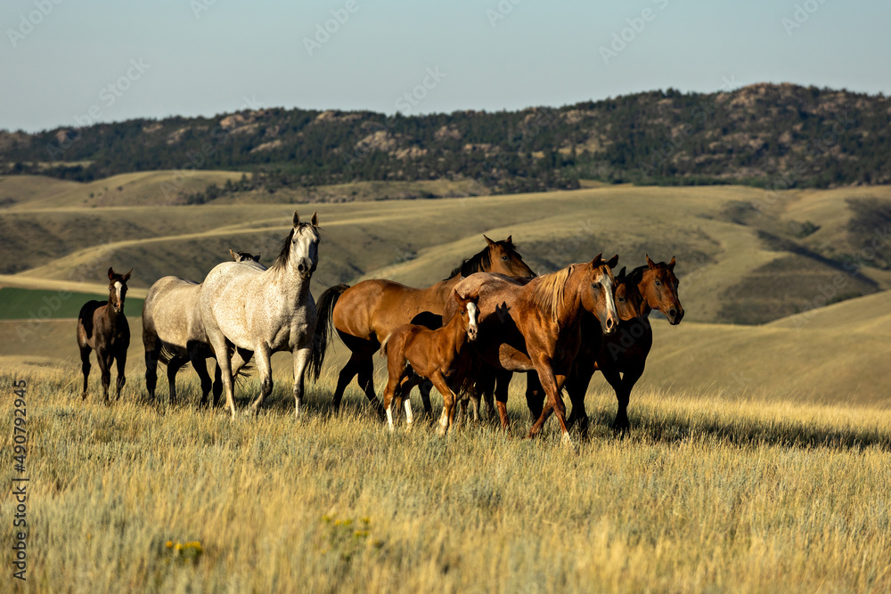 Quarter Horse Mares and Foals