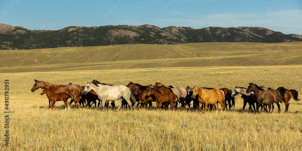 Ranch Horses